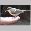 Parus major - Kohlmeise auf der Hand 02.jpg